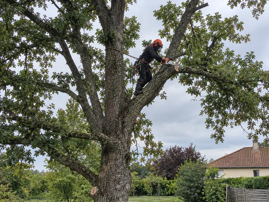 Photo d’illustration : arboriste au travail dans un chêne