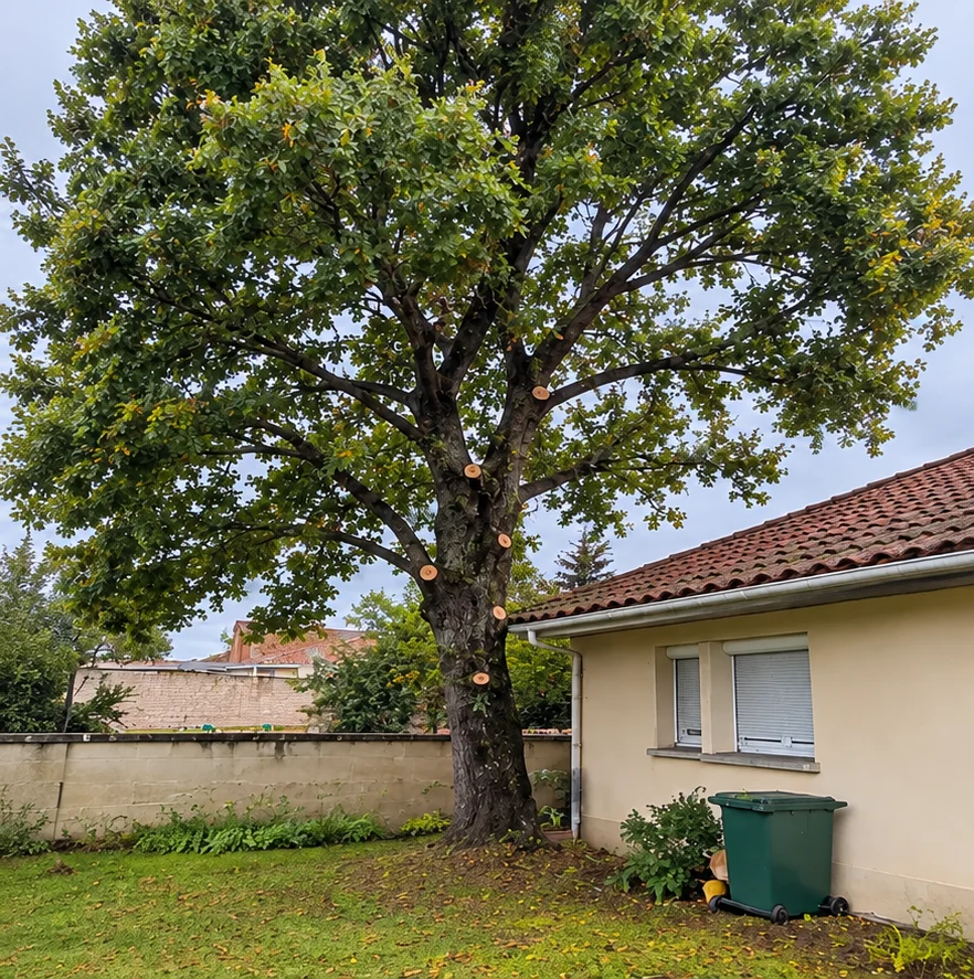 Le même jardin après l’élagage du chêne