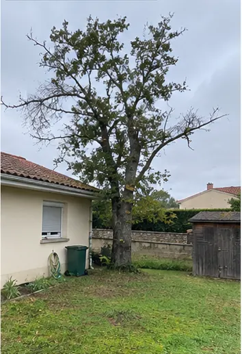 Illustration d’un arbre fragilisé avant abattage